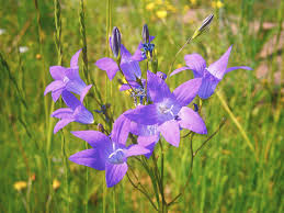 Attēlu rezultāti vaicājumam “Campanula patula flower”