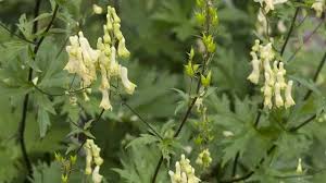 Image result for Eisenhut