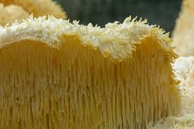 Attēlu rezultāti vaicājumam “Hericium cirrhatum”