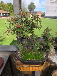 Attēlu rezultāti vaicājumam “Cotoneaster divaricatus fruit”