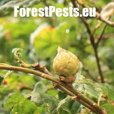 Attēlu rezultāti vaicājumam “Andricus foecundatrix”