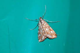 Attēlu rezultāti vaicājumam “Elophila nymphaeata”