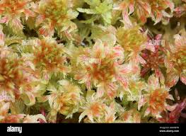 Attēlu rezultāti vaicājumam “Sphagnum cuspidatum”