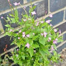 Attēlu rezultāti vaicājumam “Epilobium montanum flower”