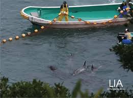 Image result for japan dolphin slaughter