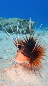Image result for Pterois radiata
