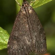 Attēlu rezultāti vaicājumam “Udea prunalis”