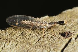 Attēlu rezultāti vaicājumam “Raphidioptera imago”