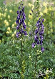 Attēlu rezultāti vaicājumam “Aconitum napellus flower”