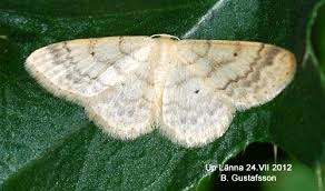 Attēlu rezultāti vaicājumam “Idaea biselata”