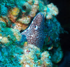 Image result for Gymnothorax moringa