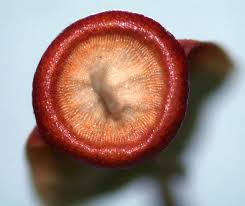 Attēlu rezultāti vaicājumam “Orthotrichum cupulatum var. riparium sporophyte”