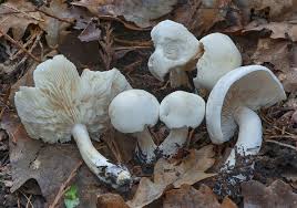 Attēlu rezultāti vaicājumam “Tricholoma album”