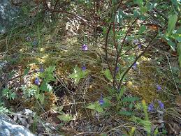 Attēlu rezultāti vaicājumam “Pinguicula vulgaris”