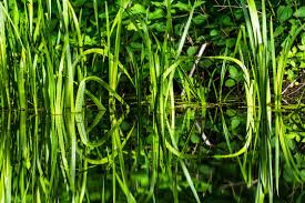 Attēlu rezultāti vaicājumam “Acoraceae”