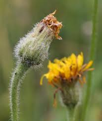 Attēlu rezultāti vaicājumam “Leontodon hispidus flower”