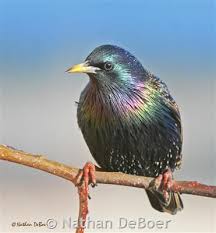 Attēlu rezultāti vaicājumam “Sturnus vulgaris male”