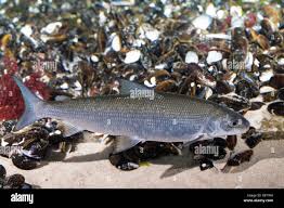 Image result for Coregonus oxyrinchus