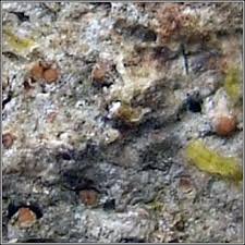 Attēlu rezultāti vaicājumam “Thelopsis rubella”