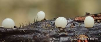 Attēlu rezultāti vaicājumam “Claustria didermoides macro”