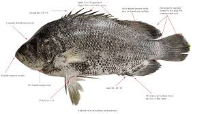 Image result for Lobotes surinamensis