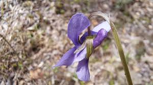 Attēlu rezultāti vaicājumam “Viola reichenbachiana flower”