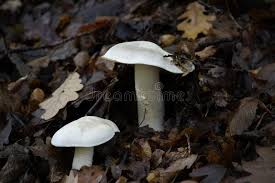 Attēlu rezultāti vaicājumam “Tricholoma album”