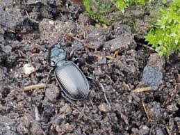 Attēlu rezultāti vaicājumam “Pterostichus sp.”