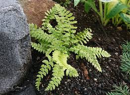 Attēlu rezultāti vaicājumam “Polystichum aculeatum”