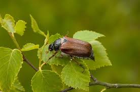 Attēlu rezultāti vaicājumam “Melolontha melolontha”