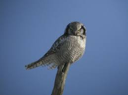 Image result for Surnia ulula