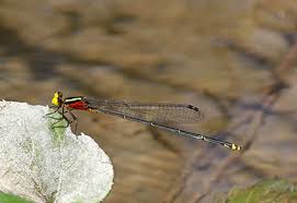Attēlu rezultāti vaicājumam “Coenagrionidae”