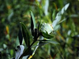 Attēlu rezultāti vaicājumam “Rhabdophaga rosaria”