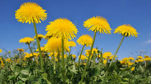 Image result for diente de leon