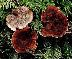 Attēlu rezultāti vaicājumam “Coltricia perennis”