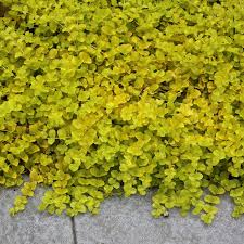 Image result for Lysimachia nummularia