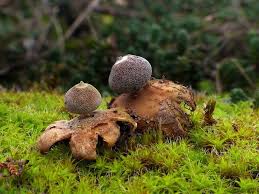 Attēlu rezultāti vaicājumam “Geastrum minimum”