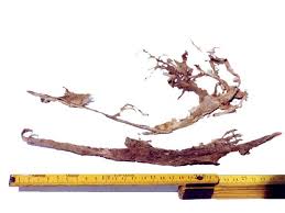 Attēlu rezultāti vaicājumam “Diderma rufostriatum sessile”