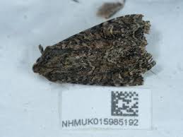 Attēlu rezultāti vaicājumam “Apamea ophiogramma”