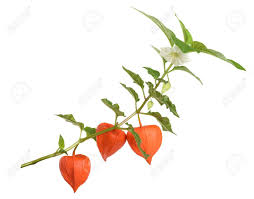 Attēlu rezultāti vaicājumam “Physalis alkekengi flower”