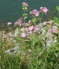 Attēlu rezultāti vaicājumam “Malva moschata bud”