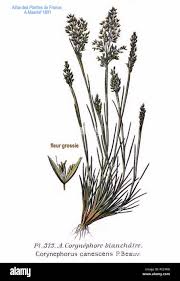 Attēlu rezultāti vaicājumam “Corynephorus canescens leaf”