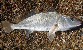 Image result for Argyrosomus regius