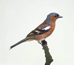 Attēlu rezultāti vaicājumam “Fringilla coelebs male”