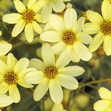 Image result for Coreopsis