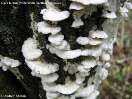 Attēlu rezultāti vaicājumam “Irpex lacteus”