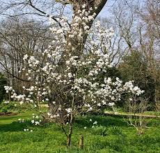 Attēlu rezultāti vaicājumam “Magnolia x loebneri”