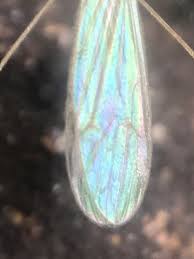 Attēlu rezultāti vaicājumam “Limoniidae”