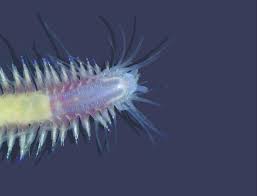 Attēlu rezultāti vaicājumam “Tubifera magna macro”