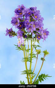 Attēlu rezultāti vaicājumam “Polemonium caeruleum bud”